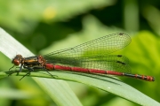 Frühe Adonislibelle