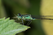 Große Pechlibelle