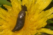 Genetzte AckerschneckeWissenschaftlicher NameDeroceras reticulatum(O. F. Müller, 1774)