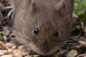 Nagetiere