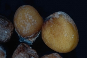 Ackerrettich