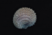 2018-12-21-20_37_47-ZS-PMax.jpg