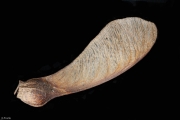 Berg-Ahorn