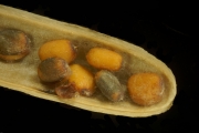 Salatrauke