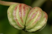 Große Kapuzinerkresse