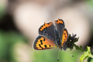 Schmetterlinge