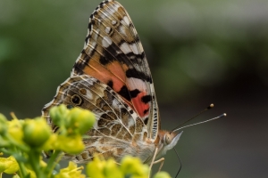 Insekten