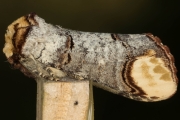 Mondvogel