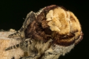 Mondvogel