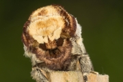 Mondvogel