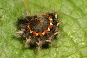Ampfer-Rindeneule