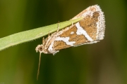 Silbereulchen