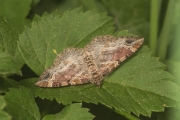 Heller Rostfarben-Blattspanner