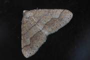 Graugelber Breitflügelspanner
