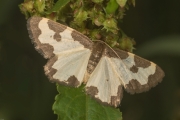 Vogelschmeiß-Spanner (Lomaspilis marginata(Linnaeus, 1758)) ru