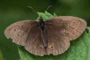 Brauner Waldvogel / Schornsteinfeger