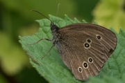 Brauner Waldvogel / Schornsteinfeger