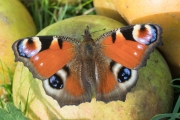 Tagpfauenauge