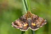Olivevbrauner Zünsler