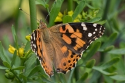 Distelfalter