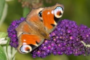Tagpfauenauge (Aglais io (Linnaeus, 1758)) auf Blüten des Schmetterlingsflieders