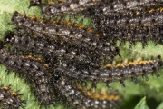 Landkärtchen, Netzfalter (Araschnia levana (LINNAEUS, 1758)) Raupen auf Großer Brennnessel