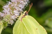 Zitronenfalter