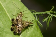 Gemeine Skorpionsfliege