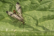 Gemeine Skorpionsfliege