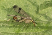 Gemeine Skorpionsfliege