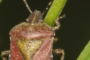Beerenwanze