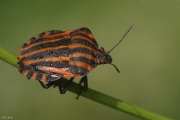 Streifenwanze