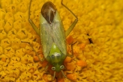 Zweipunktige Wiesenwanze