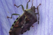 Fleckige Brutwanze