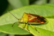 Bunte-Blattwanze