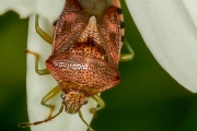 Fleckige Brutwanze