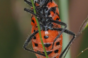 Zimtwanze