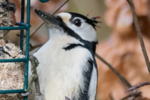Spechtvögel