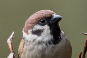 Sperlingsvögel