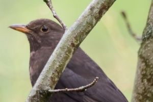 Vögel