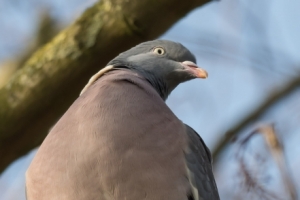Taubenvögel