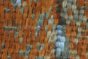 Taugpfauenauge