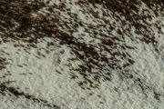 Kleiner Kohlweißling