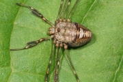 Weberknecht