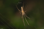 Gemeine Streckerspinne