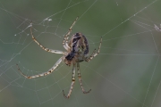 Radnetzspinne