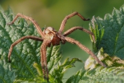 Listspinne