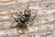 Zebra-Springspinne