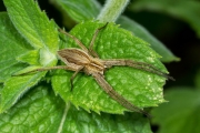 Listspinne