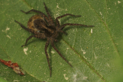 Wolfsspinne (Pardosa lugubris (Walckenaer, 1802)) ? Weibchen mit Kokon auf Brennnesselblatt